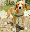 Riley - ADOPTED 07.31.09