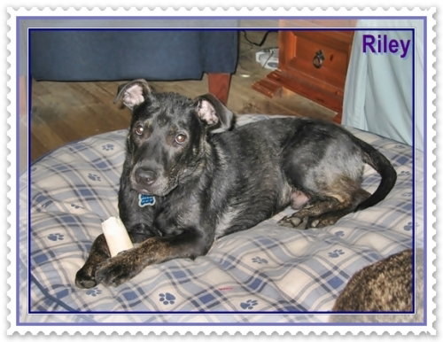 Riley