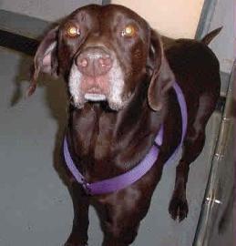 Rocky - ADOPTED 08.08.09