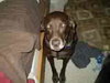 Rocky - ADOPTED 08.08.09