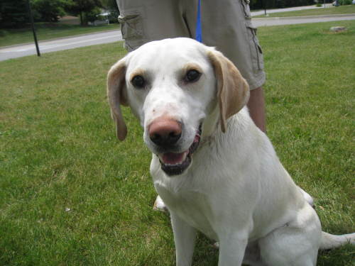 Ronnie - ADOPTED 07.07.09