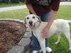 Ronnie - ADOPTED 07.07.09