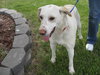 Ronnie - ADOPTED 07.07.09