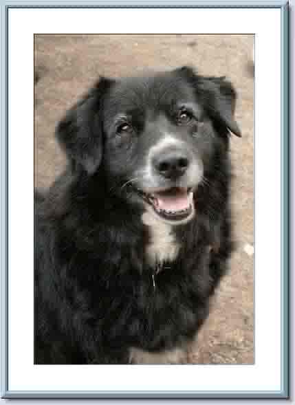 Rosie - ADOPTED 09.08.09