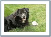 Rosie - ADOPTED 09.08.09
