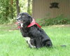 Rosie - ADOPTED 09.08.09