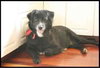 Rosie - ADOPTED 09.08.09