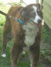 Roxie