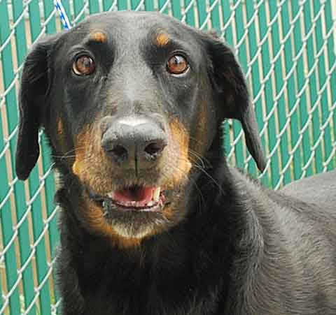 Roxy - ADOPTED