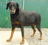 Roxy - ADOPTED