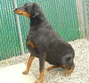 Roxy - ADOPTED