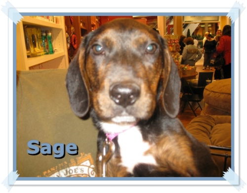 Sage