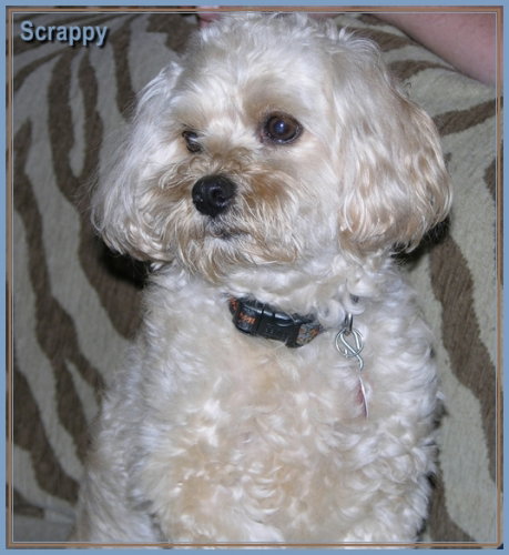 Scrappy