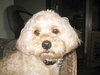 Scrappy