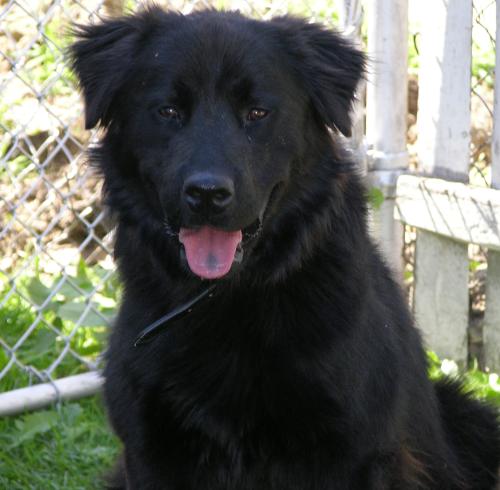 Shaggy-ADOPTED-6.9.09