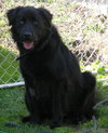 Shaggy-ADOPTED-6.9.09