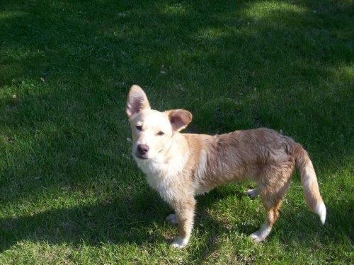 Shaggy-ADOPTED-12.2.09