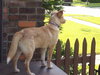 Shaggy-ADOPTED-12.2.09