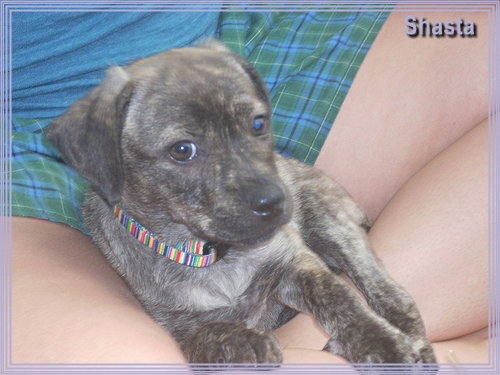 Shasta