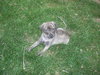 Shasta