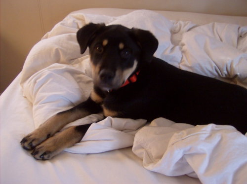 Sheba