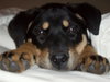 Sheba