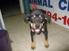 Sheba
