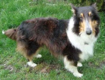 Shy-Ann-ADOPTED