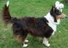 Shy-Ann-ADOPTED
