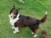 Shy-Ann-ADOPTED