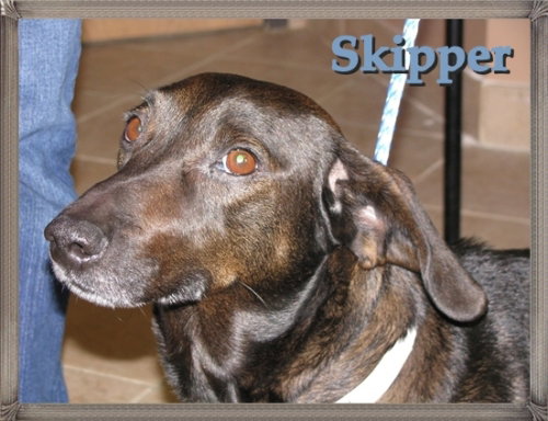 Skipper