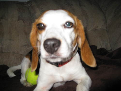 Skye- ADOPTED