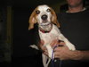 Skye- ADOPTED