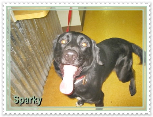Sparky