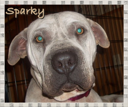 Sparky
