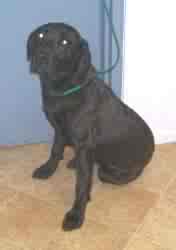 Sparky-VERY URGENT