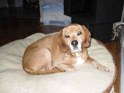 Sparty-ADOPTED
