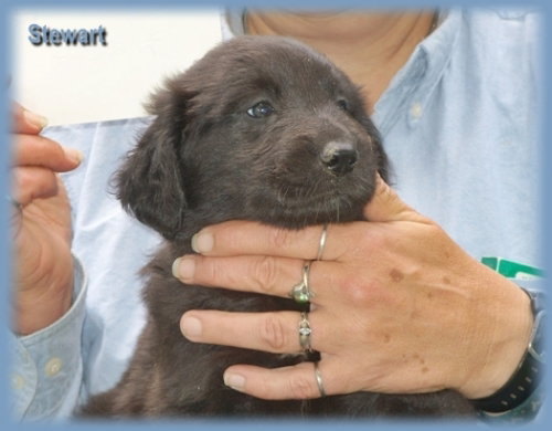 Stewart