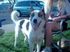 Sue Belle - ADOPTED 10.16.09