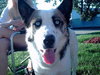 Sue Belle - ADOPTED 10.16.09