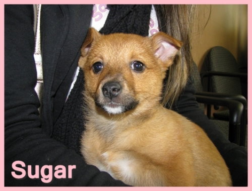 Sugar