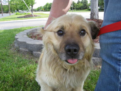 Sunny - ADOPTED 08.14.09