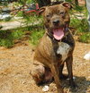 Sweet Sammy - ADOPTED