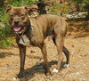 Sweet Sammy - ADOPTED