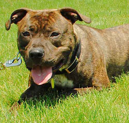 Sweet Sammy - ADOPTED