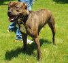 Sweet Sammy - ADOPTED
