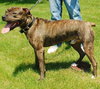Sweet Sammy - ADOPTED