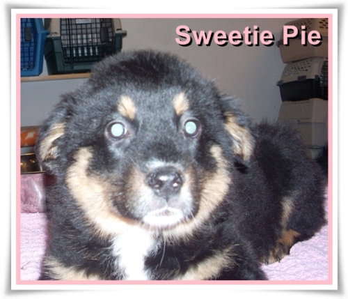 Sweetie Pie