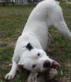 Sweety - ADOPTED 10.16.09