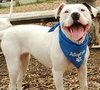 Sweety - ADOPTED 10.16.09